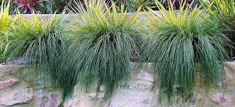 In this article, we'll look at over 27 of the most popular types of ornamental grasses with brief growing instructions for each of them. Ornamental Grasses Flower Power