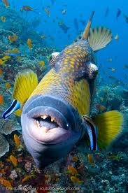 Titan Triggerfish By Christian Loader Beautiful Sea Creatures Ocean Animals Ocean Creatures
