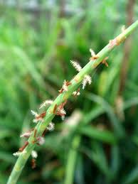 Image result for Hemarthria