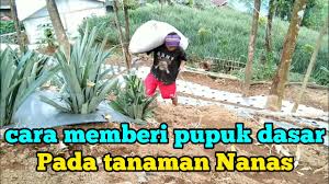 Cara menanam pala agar cepat berbuah. Berapa Lama Pohon Nanas Berbuah