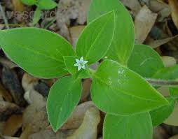 Image result for Richardia brasiliensis