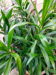 Angkat dan buang daunnya sebelum dimakan. Jom Masak Jom Makan Makan