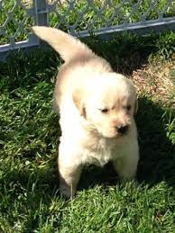 These lovely, cuddly and absolutely adorable golden retriever pups are ready for a new loving home! Akc Golden Retriever Puppies For Sale In Pine Bush New York Classified Americanlisted Com