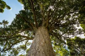 Image result for Agathis