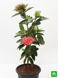 Image result for Ixora laurentii