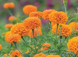 How to direct sow seeds. Marigold Seeds Plants Specialty Annual Flowers Burpee