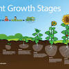 Apple seeds are easy to grow at home with the proper preparation, and seedlings are often more since a seedling tree will have some of the characteristics of its parents, we chose the seeds from how long does it take apple seedlings to bear fruit? 1