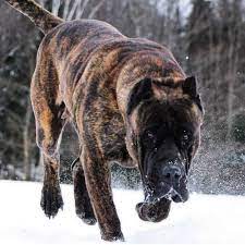 Hello, our names are gary goolsby based out of mission texas & brian lange in phoenix arizona. 8 Facts You Need To Know Before Buying A Presa Canario Animalso