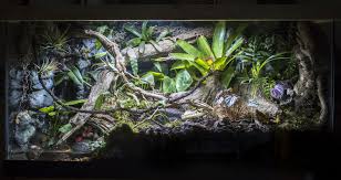 My First Go At Creating A Central South American Vivarium For Dart Frogs Vivarium Dartfrogs
