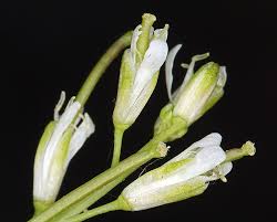 Image result for Turritis glabra