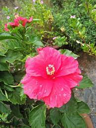 Pin By Linda Tuller On Isha Hibiscus Plants