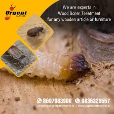 Wood Borer Control Service Wood Beetle Wooden