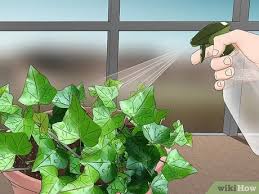 English ivy is grows quite fast and you can help it reach a desired length by pruning it. 3 Ways To Grow English Ivy Indoors Wikihow