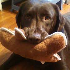 First and foremost, our labrador retrievers are a large part of our family. English Loving Labradors Home Facebook