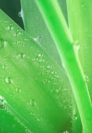 Here is a list of the best herbal medicine books, some i have read myself, some that i did research on, and all have great reviews! Herbal Medicine Use During Pregnancy Benefits And Untoward Effects Intechopen