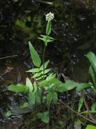 Image result for Valeriana capensis