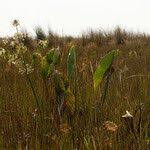 Image result for Limnophyton