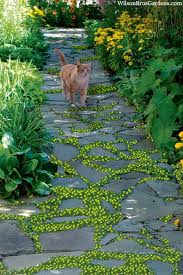 Image result for Lysimachia djalonis