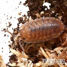 Porcellio Scaber Red Calico Isopod Underground Reptiles Underground Reptiles Woodlouse Calico