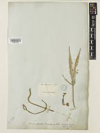 Image result for Cynanchum viminale