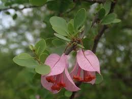 Image result for Nyctaginaceae