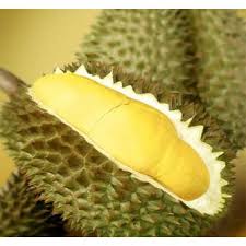 Durian si mas si mas yang asli bogor memiliki daging buah kuning dan kenyal. Real Live Anak Benih Pokok Buah Durian Mon Thong Atau Batang Mas Thailand Shopee Malaysia