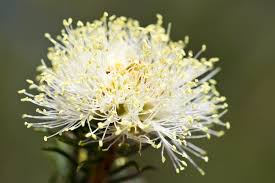 Image result for Melaleuca sp. A (Biegel 5741)