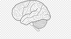Contains nuclei that relay signals from the forebrain to the cerebellum. Neuroanatomy Png Images Pngwing