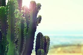 If a cactus is damaged in any way, it is vulnerable to being infected with disease or fungus spores. How To Tell If A Cactus Is Dead Mitcityfarm