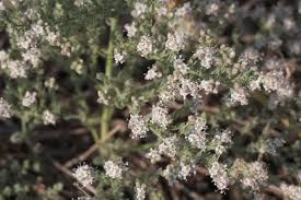 Image result for Cressa cretica