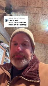 Understanding Calving in Alberta Beef Farming