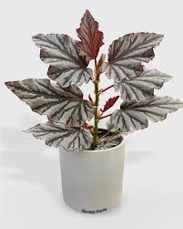 Image result for Begonia potamophila