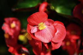 The 15 Most Common Poisonous Plants For Dogs Begonia Types Of Flowers Flower Names