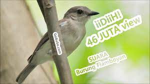 Sogon betina memanggil jantan paling ampuh untuk pancingan sogon bahan.mp3. Download Suara Burung Flamboyan Gacor Isian Mp3 Harga