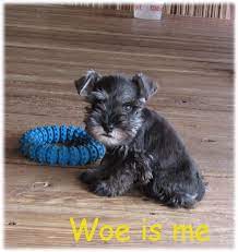 We did not find results for: Cathy S Miniature Schnauzers Akc Breeder Puppies For Sale Pet Adoption