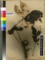 Image result for Antrocaryon