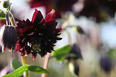 Nodding columbine blooms, will adorn your shady locations when you plant the black barlow columbine. Versand Gratis Aquilegia Vulgaris Black Barlow Lubera De