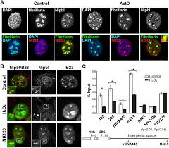 Dünyanın dört bir yanında uzmanlar, güvenli ve etkili bir aşının geliştirilmesini ve üretilmesini hızlandırmak için yoğun şekilde çalışıyorlar. The Cohesin Loader Nipbl Interacts With Pre Ribosomal Rna And Treacle To Regulate Ribosomal Rna Synthesis Biorxiv