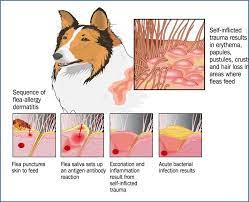 Flea And Fly Bite Hypersensitivity What Every Nurse Needs To Know The Veterinary Nurse
