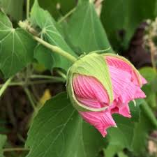 Image result for Hibiscus mutatus