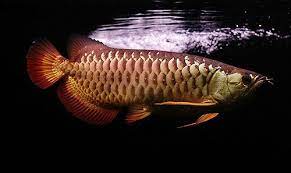 ปลาม งกร arowana ปลาน ำจ ด ส ตว ปลาก ด