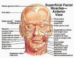 Luckily, though, you can now download a free body diagram template and use it as a visual aid in the classroom. Muscles Of The Face Superficial Facial Muscles Human Anatomy Diagram Free Pdf Epub Medical Books