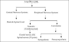 Understand the structure and functions of the central nervous system. 1 Parts Of The Central Nervous System Brain And Spinal Cord Download Scientific Diagram