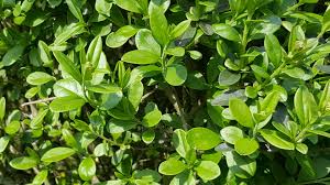 Image result for Ligustrum
