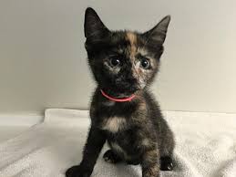 Adopt a cat or kitten. Ossipee Nh American Shorthair Meet Kittens Available A Pet For Adoption