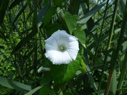 Image result for Astripomoea grantii