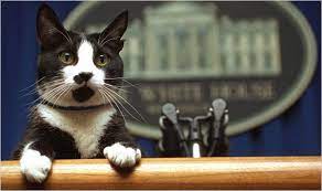 Arkansas Cat S Ashes Spread At Governor S Mansion The New York Times