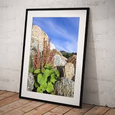 Image result for Vahlia digyna