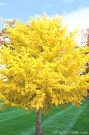 Image result for Ginkgo biloba