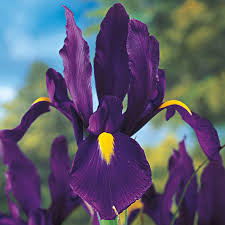 There are 1793 tall purple flowers for sale on etsy, and they cost $16.94 on average. Purple Tall Dutch Iris Brecks Premium Bulbs
